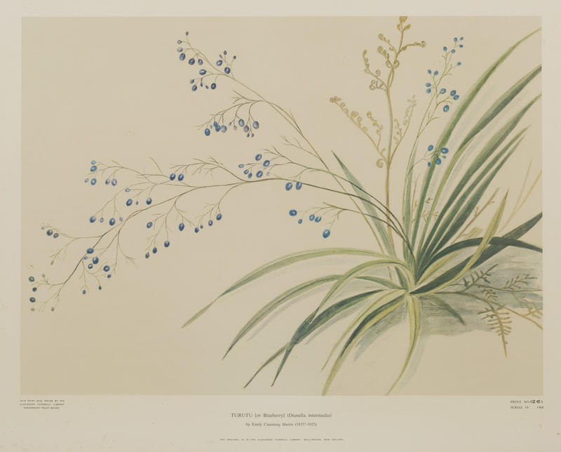 Turutu (or Blueberry) Dianella intermedia