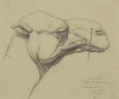 Vivian Smith; Untitled (Camel); 1913-1917?; 1988/27/21