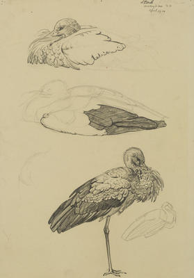 Vivian Smith; Stork; Apr 1914; 1988/27/39