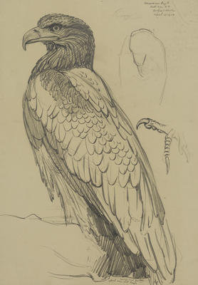 Untitled (American eagle)
