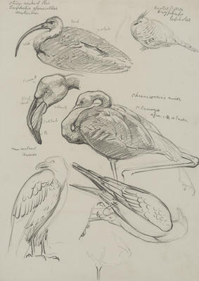 Vivian Smith; Untitled (Bird studies); 1913-1917?; 1988/27/53