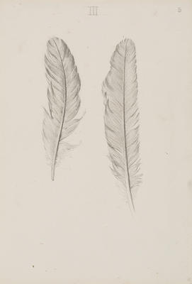 Vivian Smith; Untitled (Feathers); Unknown; 1988/27/199