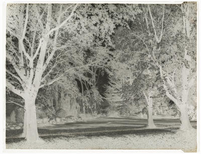 Black and white negative of park scene with trees