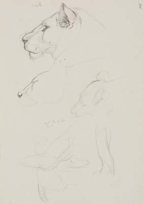 Vivian Smith; Untitled (Lioness and cub); Feb 1913-Jun 1914; 1988/27/387