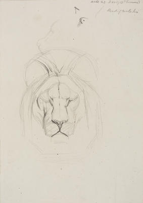 Untitled (Head of male lion)