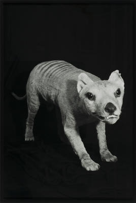 Andrea du Chatenier; A portion from the installation "Ghost Train": (Tasmanian tiger); 2004; 2005/1/2