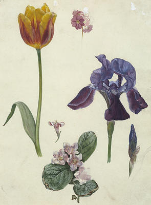 Vivian Smith; Untitled (Plant cuttings); Circa 1920; 1988/27/645