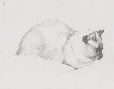 Untitled (Siamese cat)