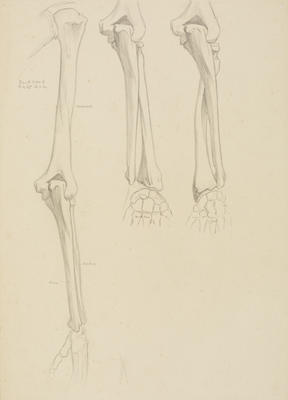 Vivian Smith; Untitled (Anatomical drawings); 1904?; 1988/27/539