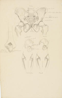 Vivian Smith; Untitled (Anatomical drawings); 1904?; 1988/27/542