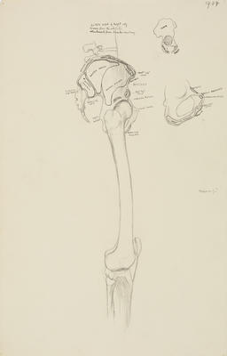 Vivian Smith; Untitled (Anatomical drawing); 1904; 1988/27/547