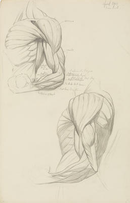 Vivian Smith; Untitled (Anatomical drawings); Apr 1905; 1988/27/550