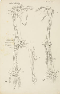 Vivian Smith; Untitled (Anatomical drawings); 1904?; 1988/27/552