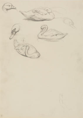 Vivian Smith; Untitled (Duck and swan); 1913-1917?; 1988/27/476