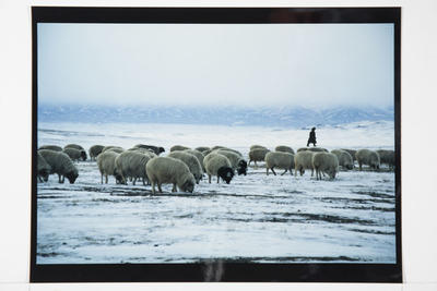 Hamish Horsley; Young shepherd and flock, Gobi Altai plains, West Mongolia, 1992; 1992; 1997/2/53