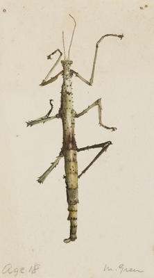 Untitled (Stick Insect)