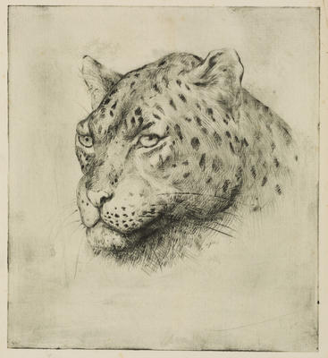 Vivian Smith; Head of a Leopard; 1933?; 1988/27/365