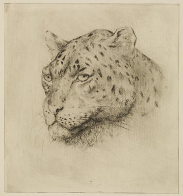 Vivian Smith; Head of a Leopard; 1933?; 1988/27/364