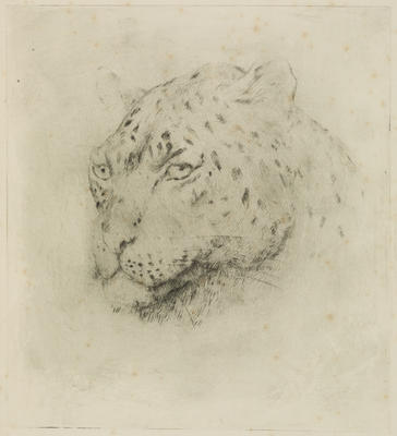 Vivian Smith; Head of a Leopard; 1933?; 1988/27/366