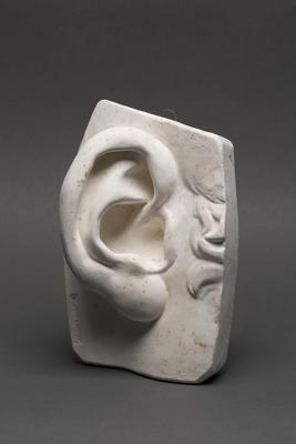 Plaster model of an ear