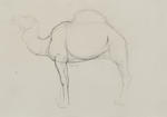 Untitled (Camel)