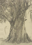 Untitled (Gum Tree, Nelson)