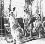 Kangaroos (Pennant Hills, Sydney)
