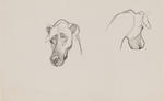 Untitled (Head of a dog)