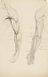 Untitled (Anatomical drawings)