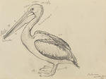 Untitled (Pelican)