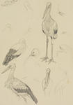 Untitled (Stork)
