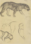 Untitled (Leopard)
