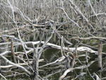 Drowned Forest, Kai Iwi Lakes