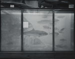 "Nature Morte" (Fish) Wanganui Museum